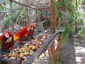 Macaw Conservation Program at The ARA Project